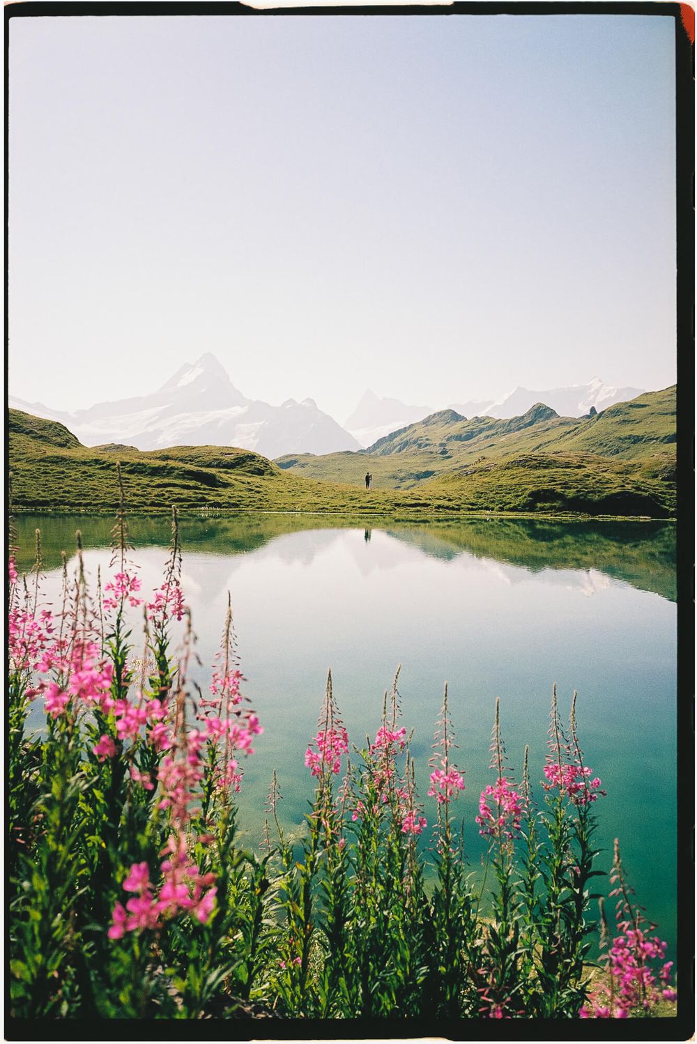 Pink wildflowers bloom beside a serene alpine lake reflecting snow-capped mountains under a clear sky.