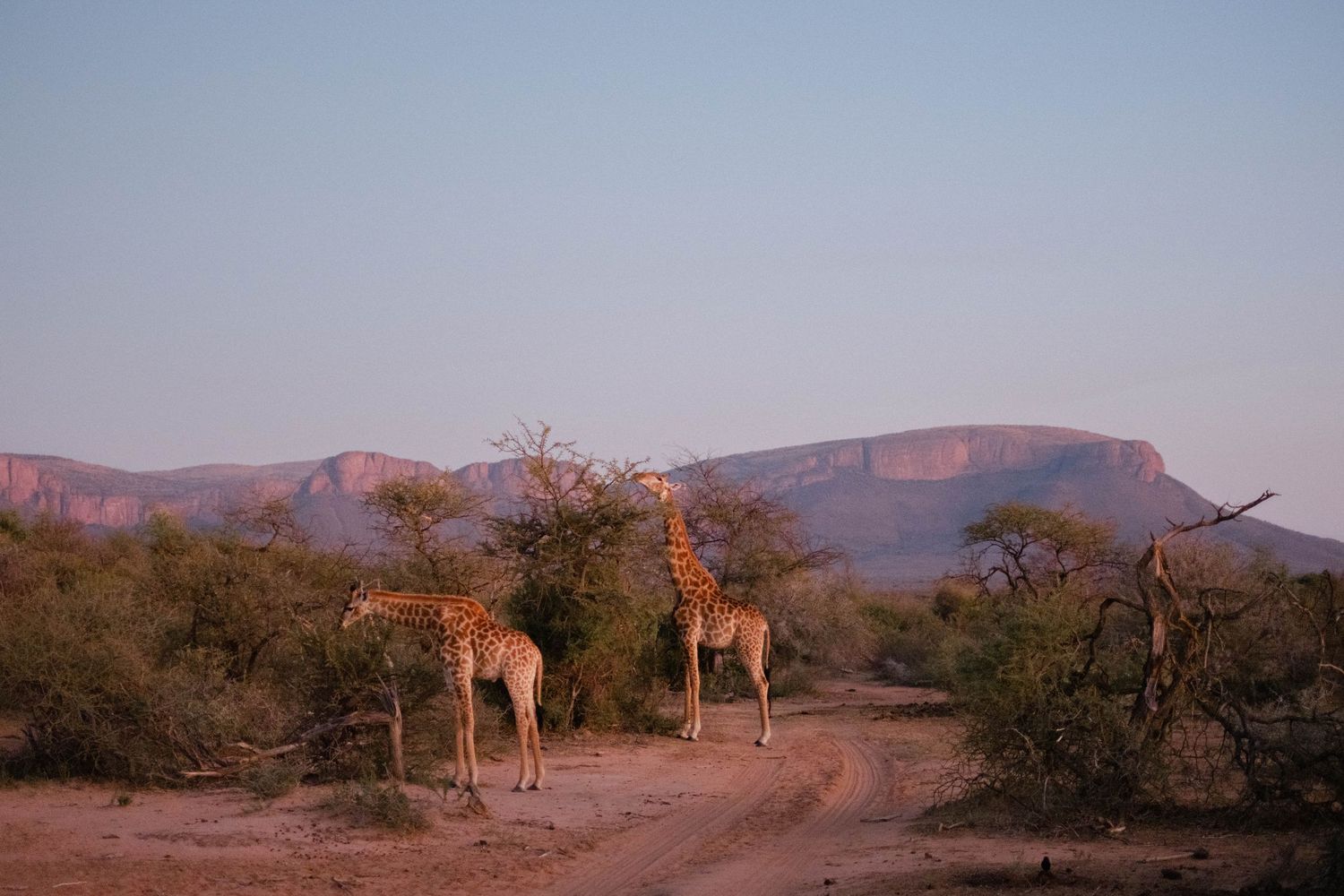 Two giraffes grazing near trees on an African savanna at sunset with rocky mountains in the background.