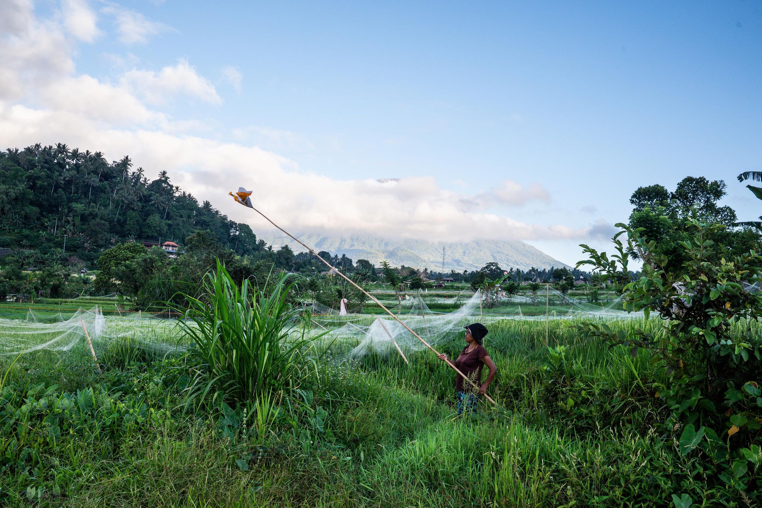 Farmer irrigating lush green rice fields with a long pole sprinkler at dusk in Indonesia.