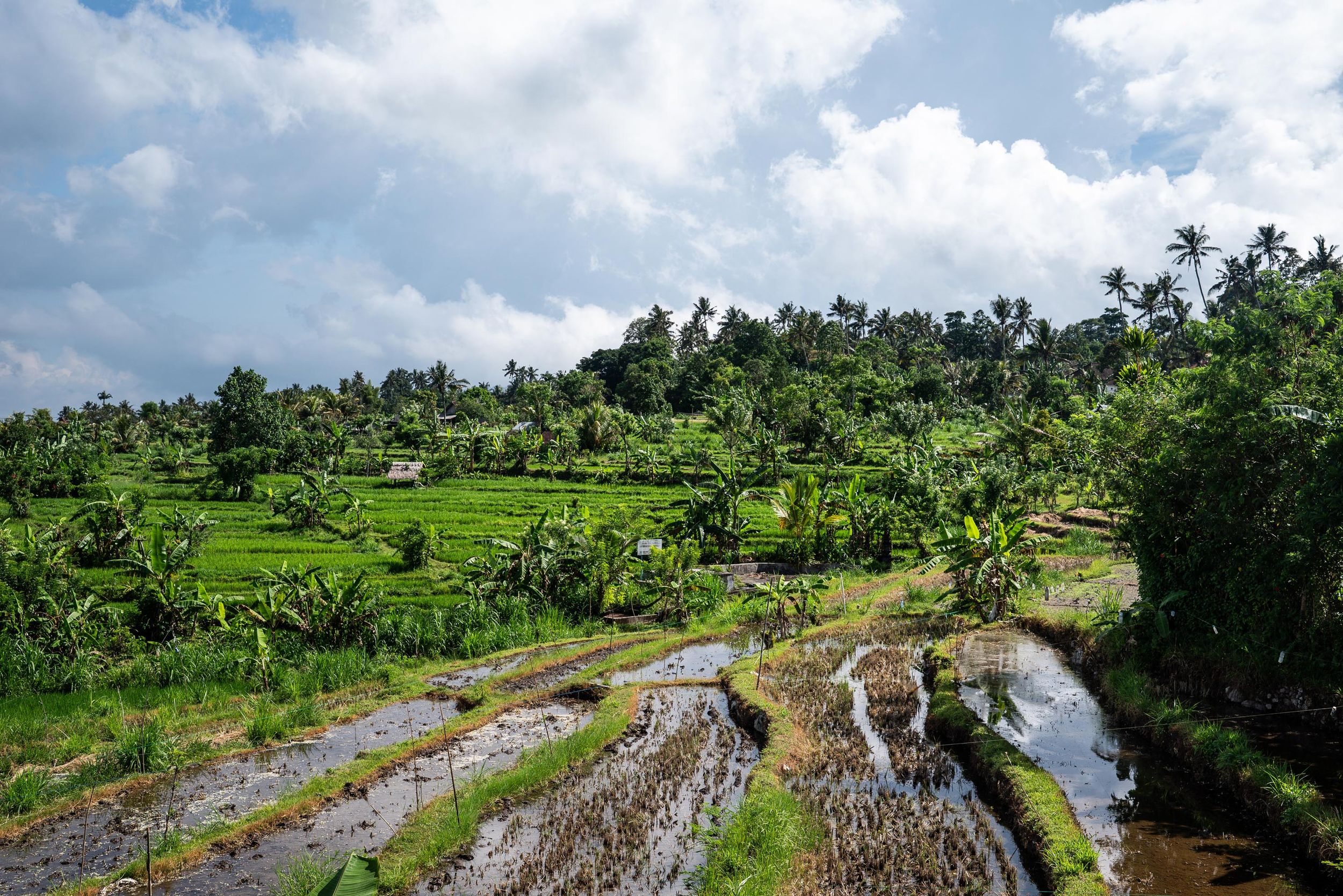 Lush green rice terraces with flooded paddies and tropical palm trees under a cloudy sky in Bali, Indonesia.