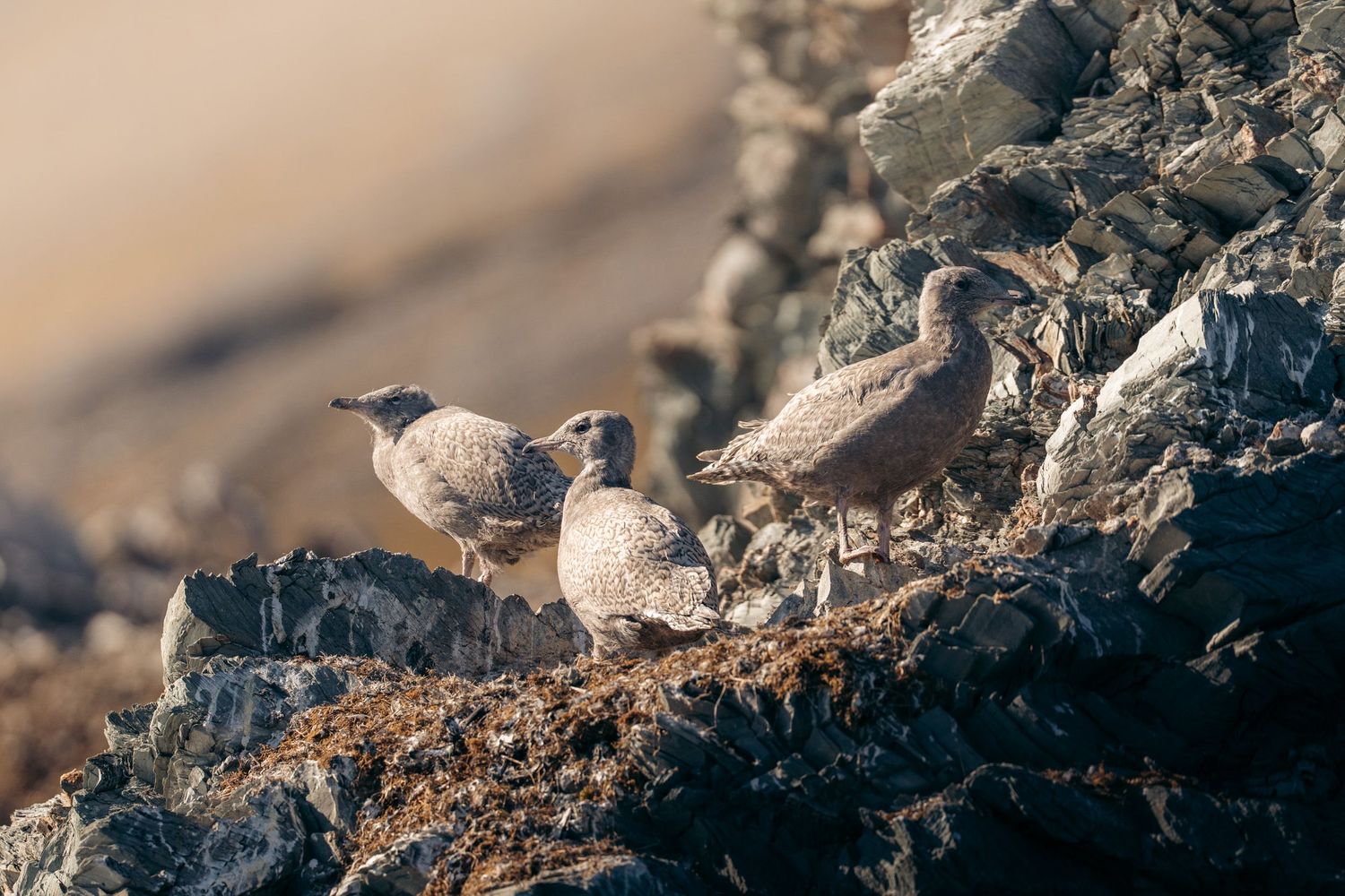 Trois jeunes goélands bourgmestres au plumage moucheté sur des rochers feuilletés