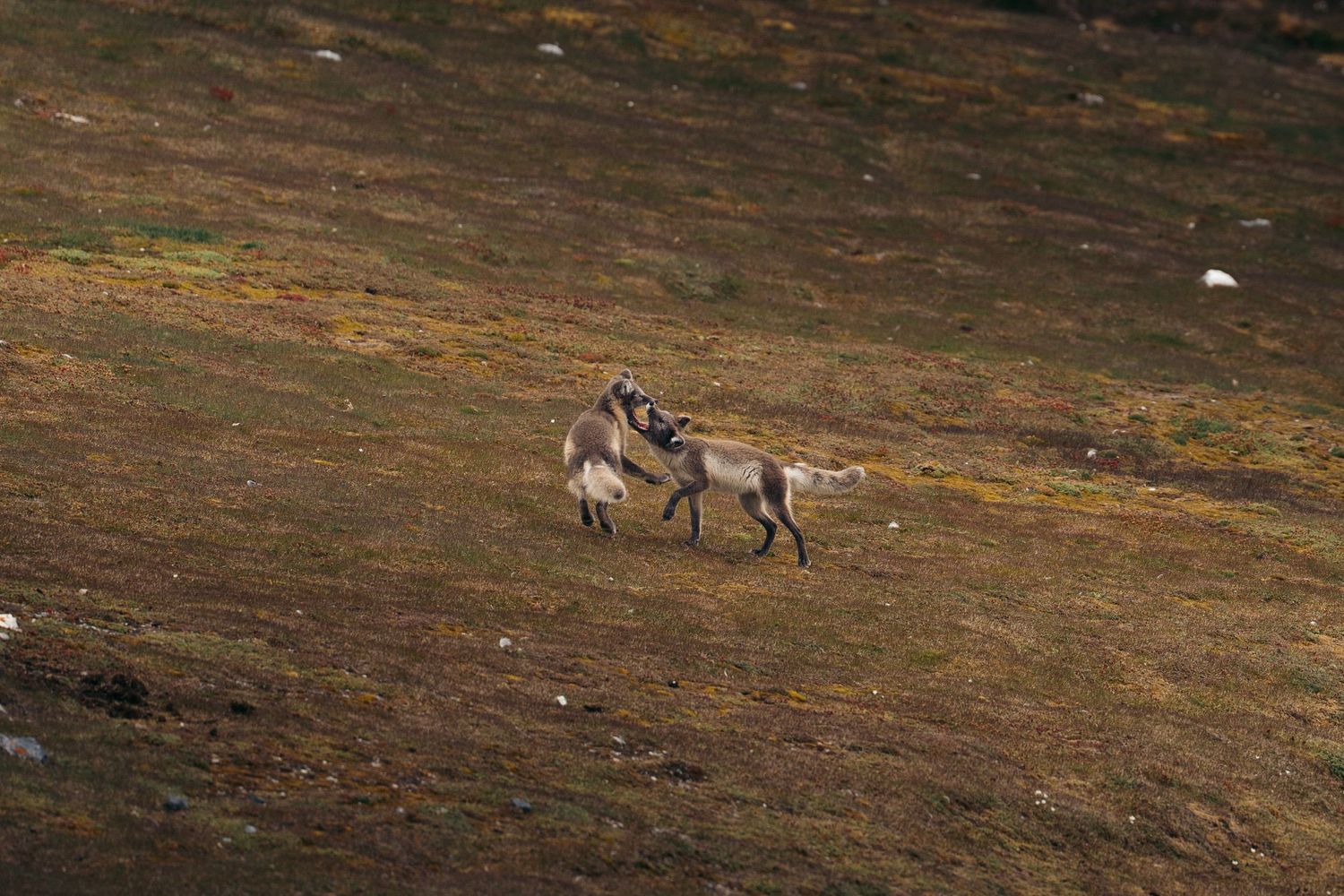 Deux renards arctiques dressés l'un contre l'autre en plein jeu, sur la toundra de Gnålloden