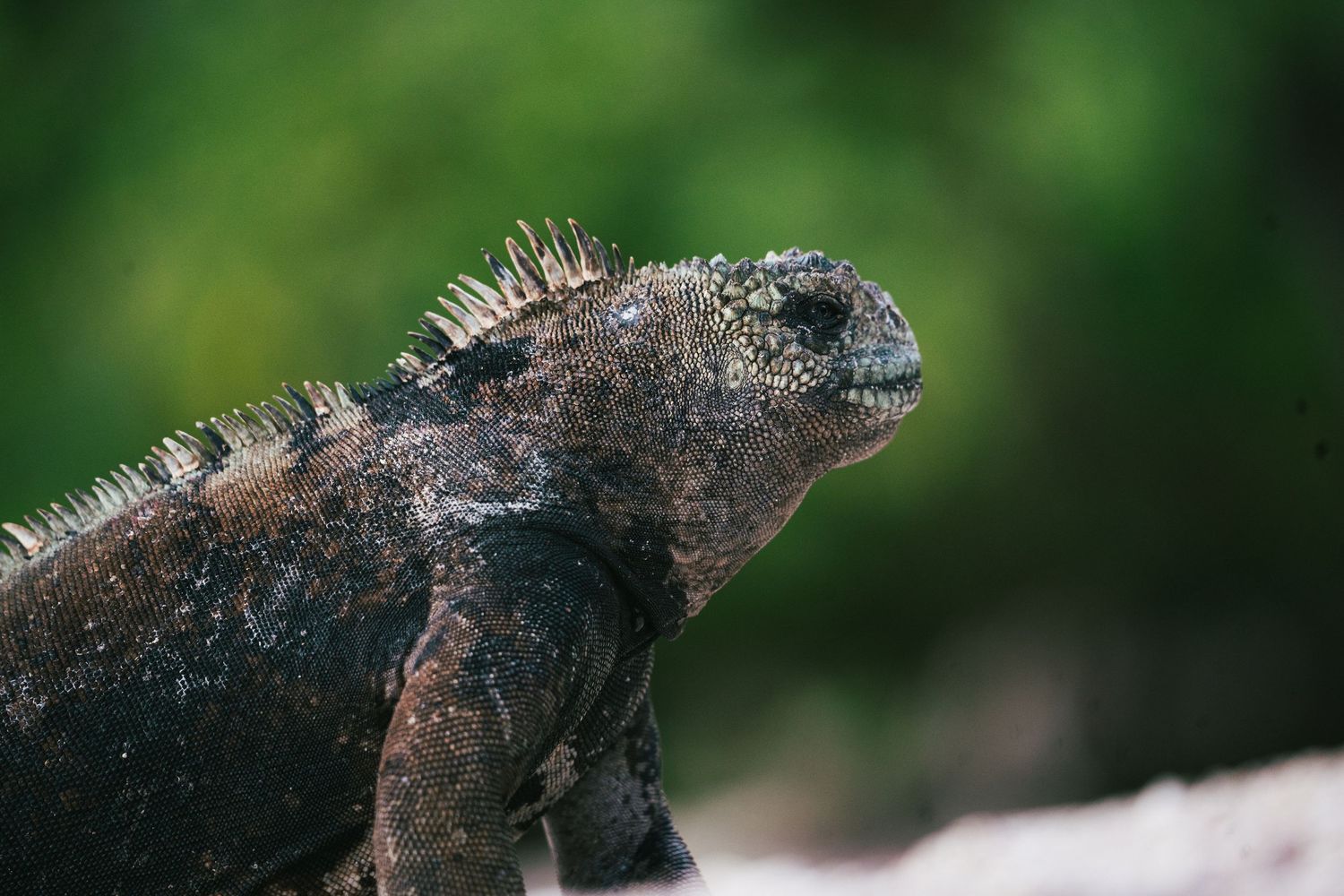 A detailed close-up of a Galapagos marine iguana with spiny crest scales against a green background.