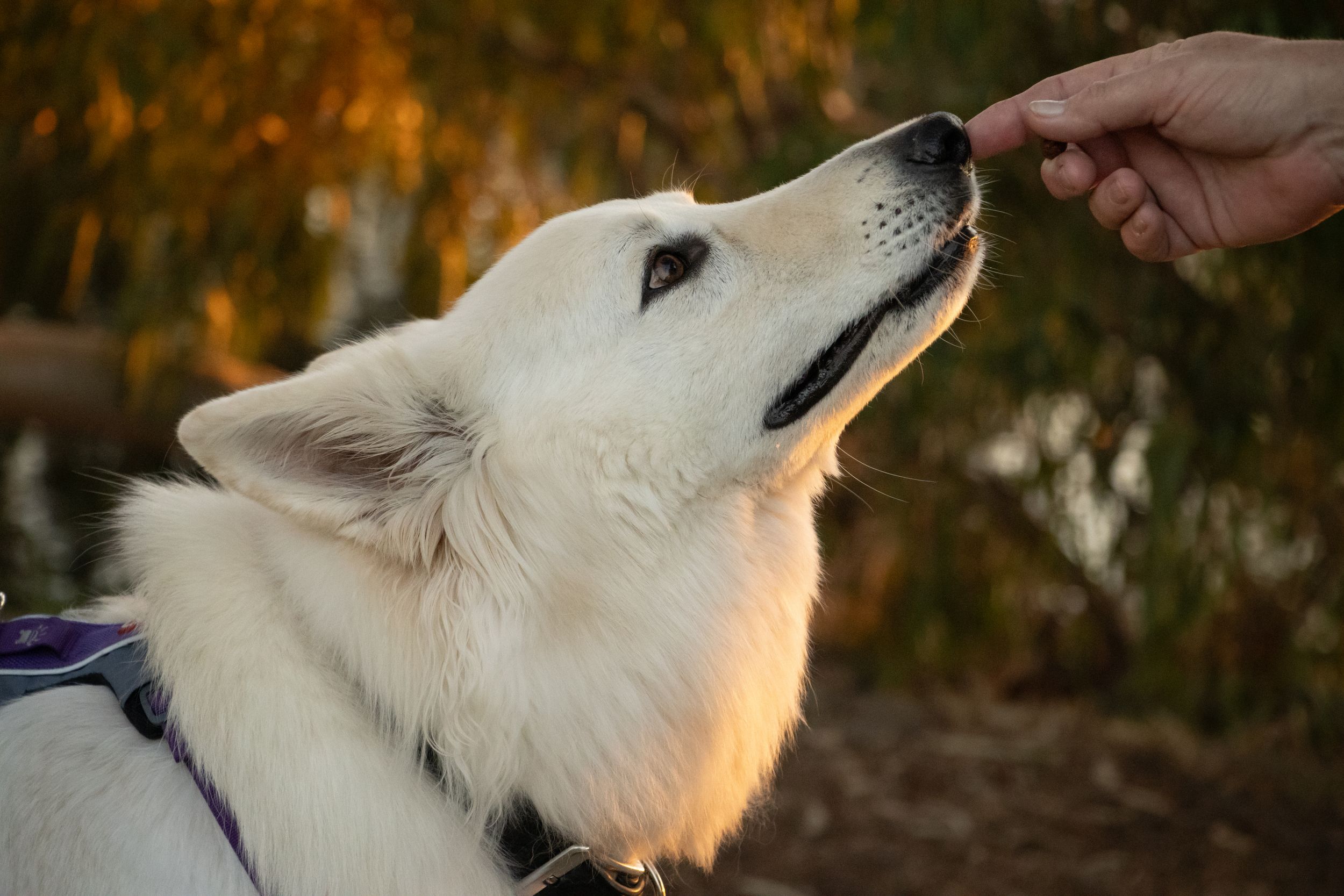 White Samoyed dog receiving a treat from a human hand outdoors with warm golden bokeh background.