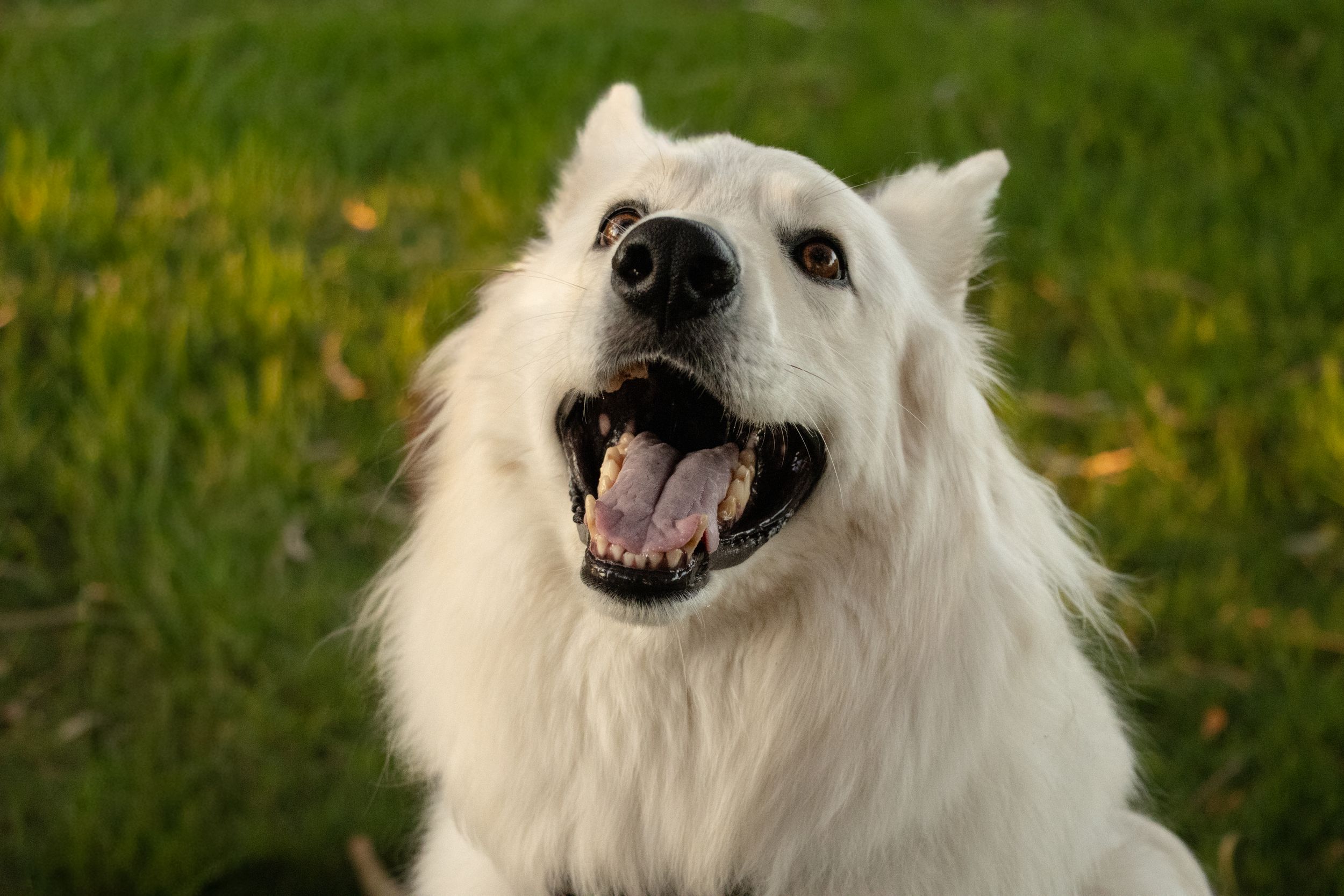 White fluffy dog with open mouth sitting on green grass in sunlight.