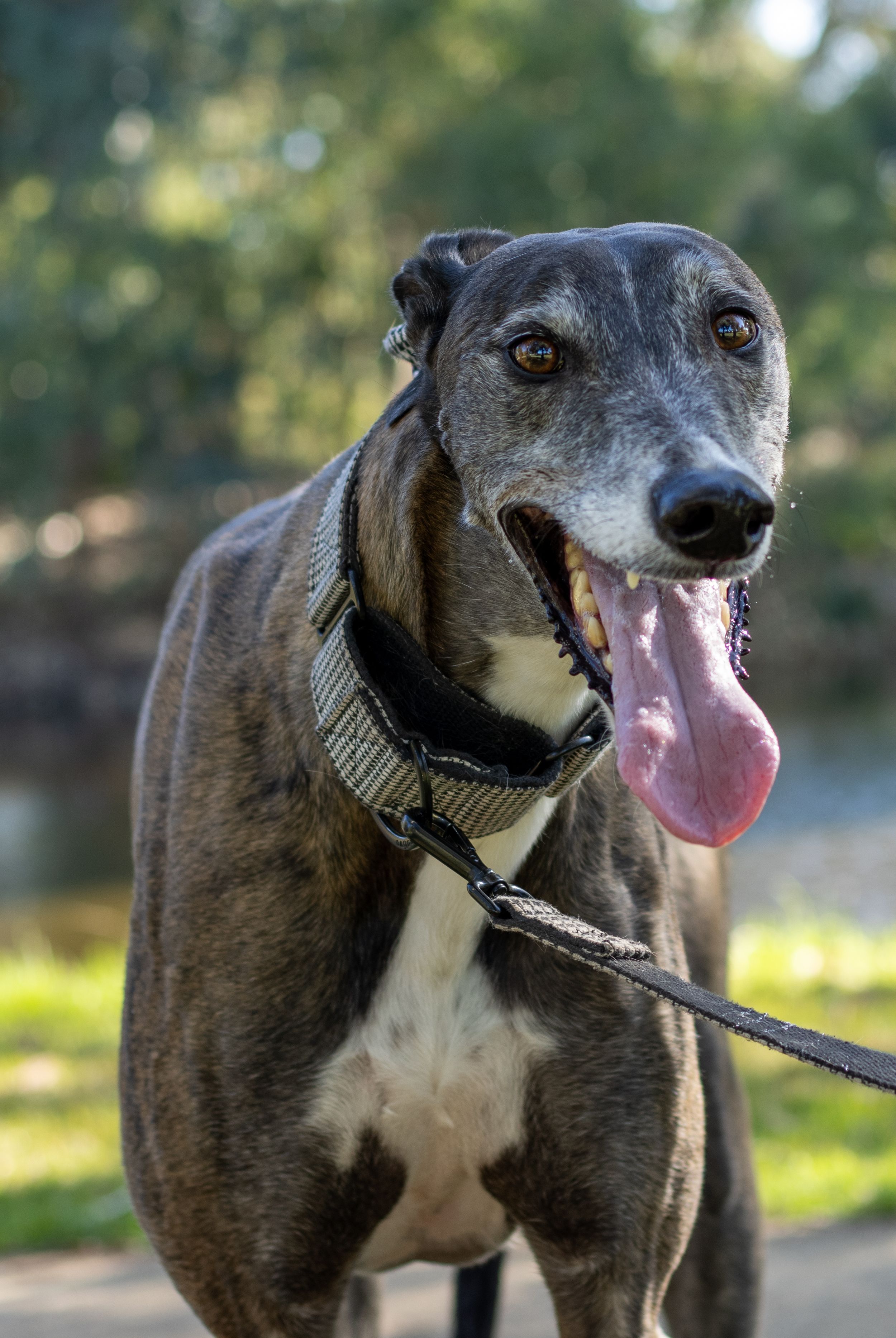A happy greyhound dog with tongue out wearing a black collar and leash, standing outdoors with green trees in background.