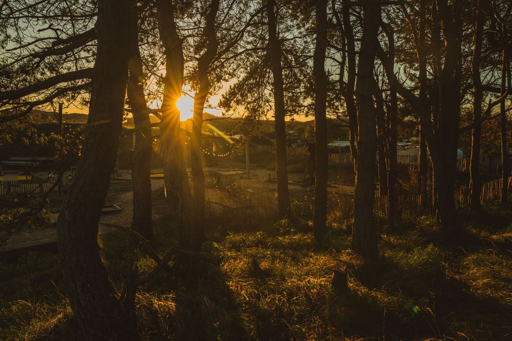 Golden sunset shining through dark forest trees casting warm light on woodland floor at dusk.