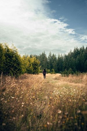 Solo hiker walking through a sunlit meadow with wildflowers and evergreen trees under a blue sky.