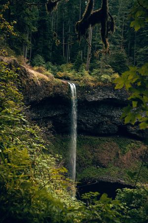 Narrow waterfall dropping from mossy cliff into pool surrounded by dense evergreen forest in Oregon.