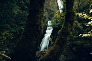 Serene waterfall cascading between moss-covered trees in a dense Pacific Northwest forest.
