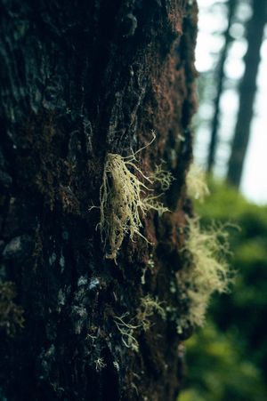 Close-up of textured tree bark with delicate lichen and green moss growing in Pacific Northwest forest.
