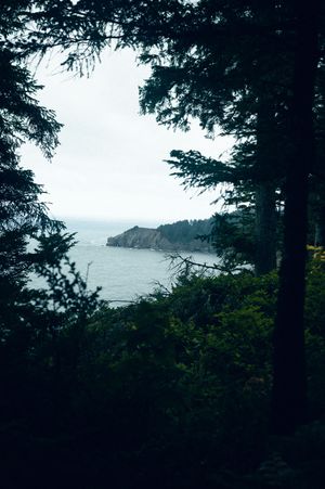 Moody coastal view through dark evergreen trees revealing a rocky headland and calm ocean waters on an overcast day.