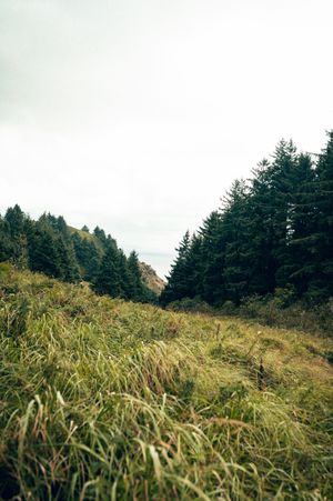 Grassy meadow slope leading to Pacific Ocean view framed by tall evergreen trees under overcast sky.