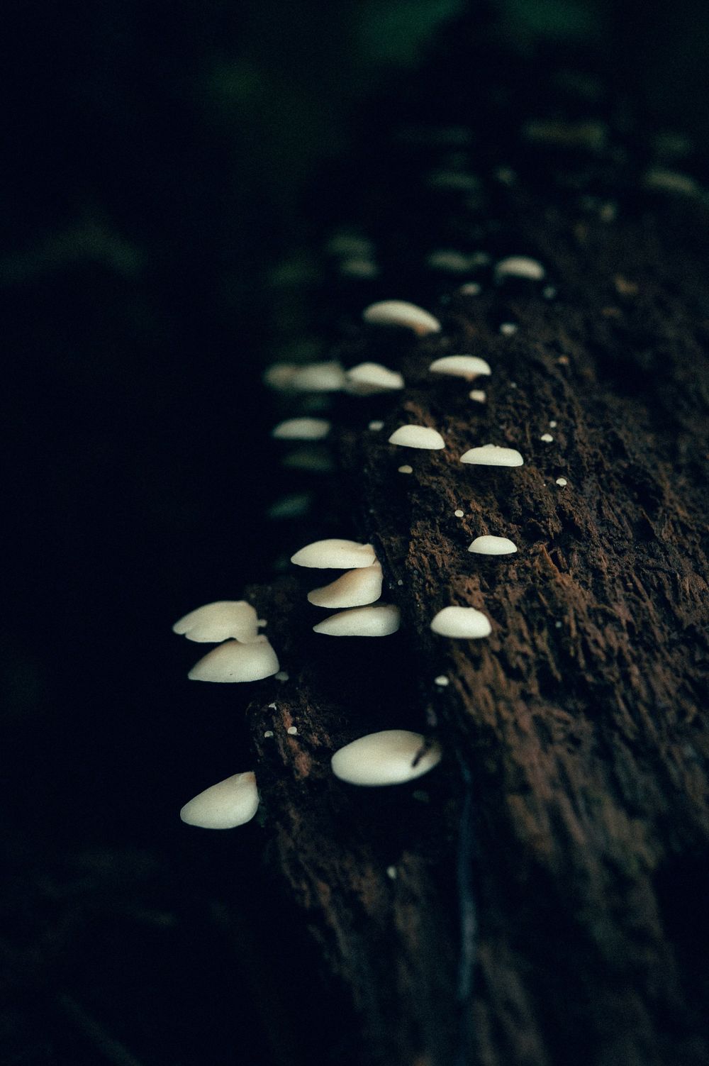 Oregon Coast Road Trip Travel Photography by Carl James. Best things to do on your next road trip down the coast!