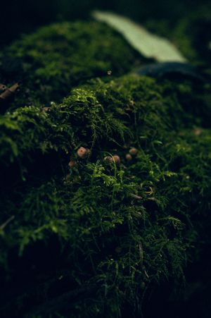 Oregon Coast Road Trip Travel Photography by Carl James. Best things to do on your next road trip down the coast!