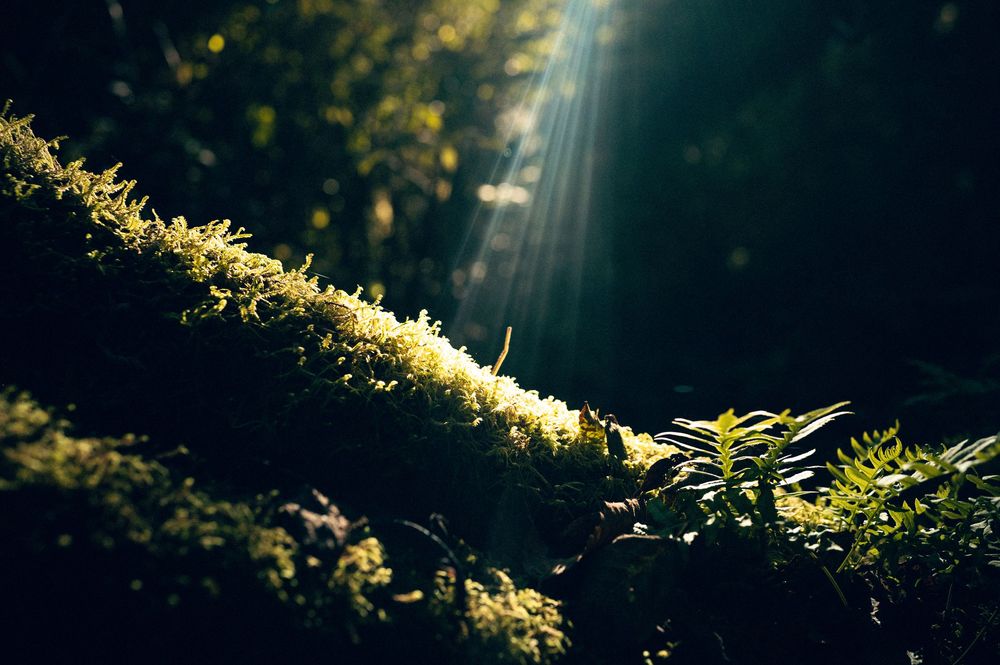 Oregon Coast Road Trip Travel Photography by Carl James. Best things to do on your next road trip down the coast!