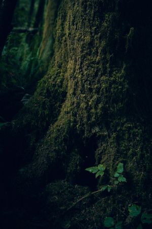 Oregon Coast Road Trip Travel Photography by Carl James. Best things to do on your next road trip down the coast!