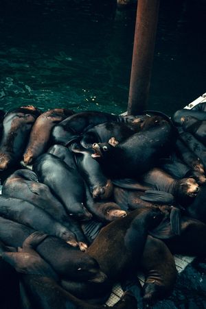 Oregon Coast Road Trip Travel Photography by Carl James. Best things to do on your next road trip down the coast!