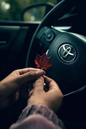 Hands holding red maple leaf in front of Toyota steering wheel inside car.