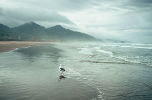 Lone seagull standing on wet sandy beach with misty mountains and ocean waves.