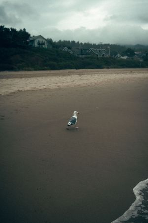 Lone seagull standing on wide sandy beach on overcast day with coastal homes visible in background.