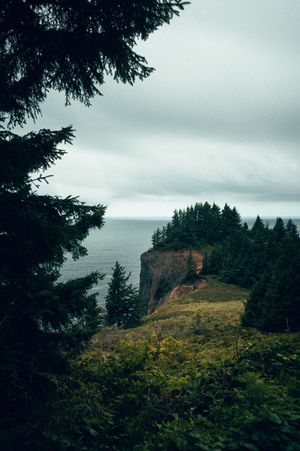 A dramatic coastal cliff topped with evergreen trees overlooks a grey stormy ocean under an overcast sky.