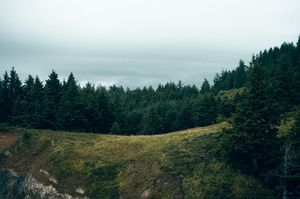 Dense evergreen forest on a hillside beneath an overcast sky with a foggy valley below.