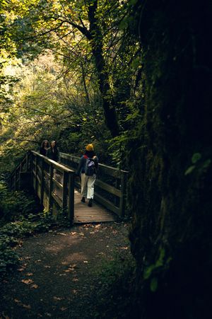 Hikers crossing a wooden footbridge in a dark, moss-covered forest with dappled autumn light.