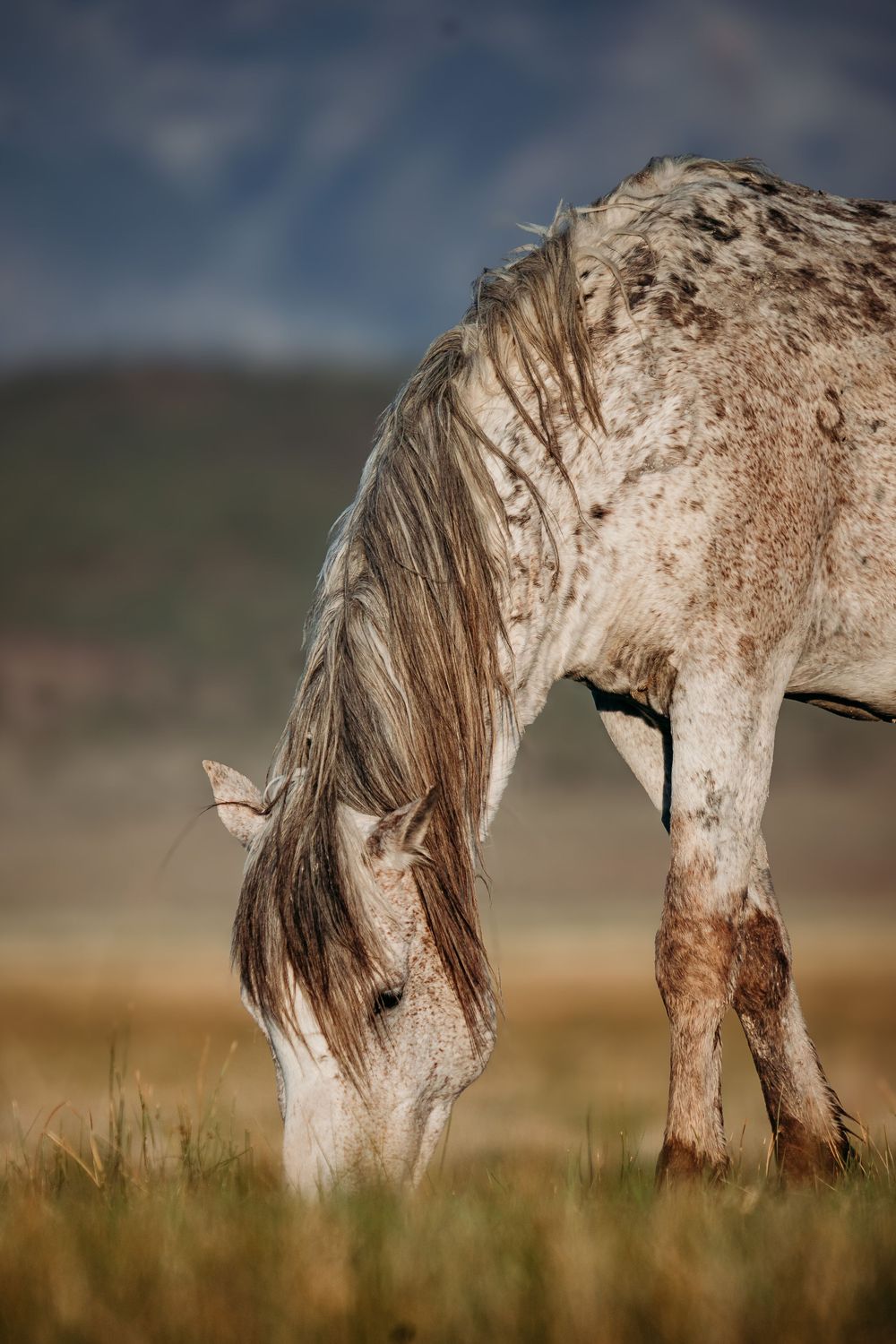 A spotted gray wild horse with a long flowing mane grazes on golden prairie grass against a blurred mountain backdrop.