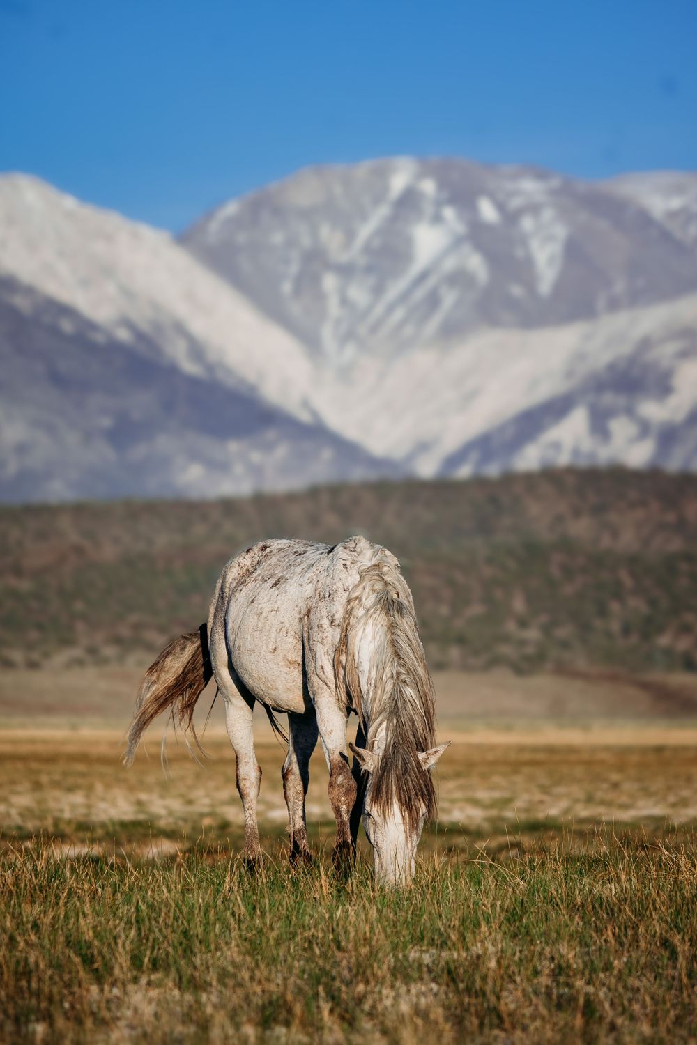 A gray horse grazes on dry grass in an open field with snow-capped mountains rising beneath a clear blue sky.