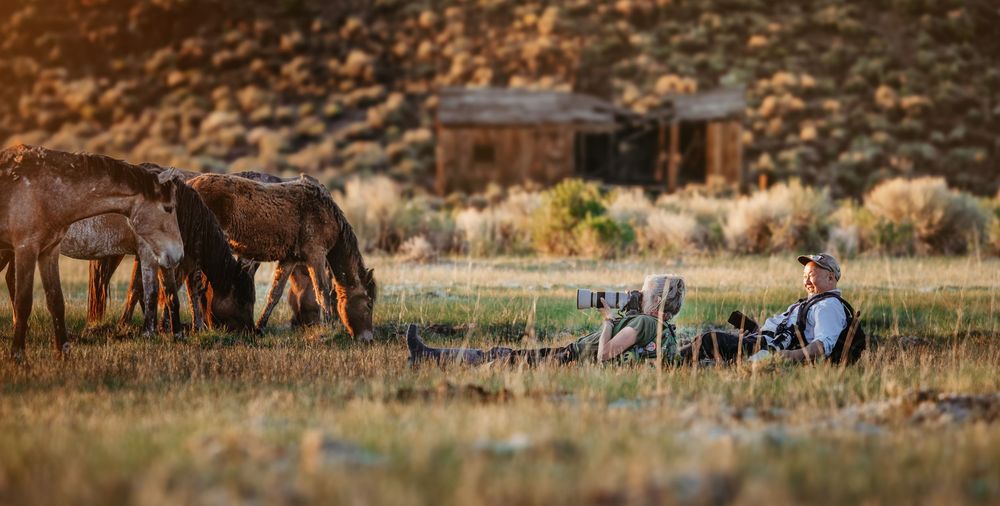 Photographer lying in golden grass aiming a camera at a herd of wild horses near a rustic wooden cabin at sunset.