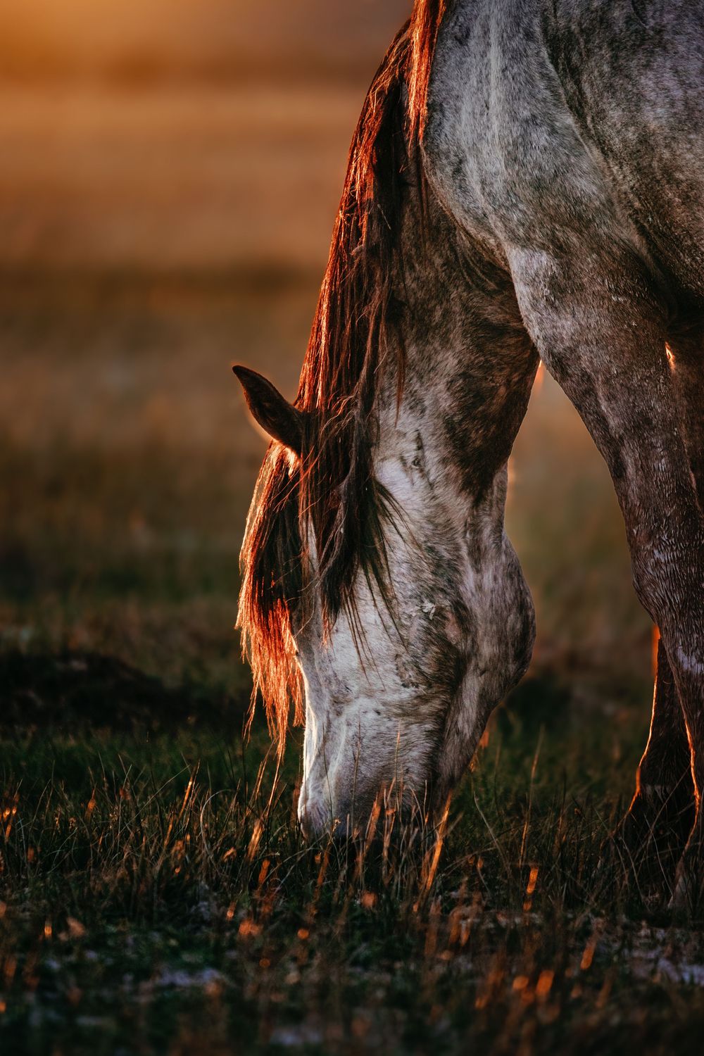 Dapple gray horse grazing on grass at sunset, with warm golden light glowing on its mane and a softly blurred field behind.