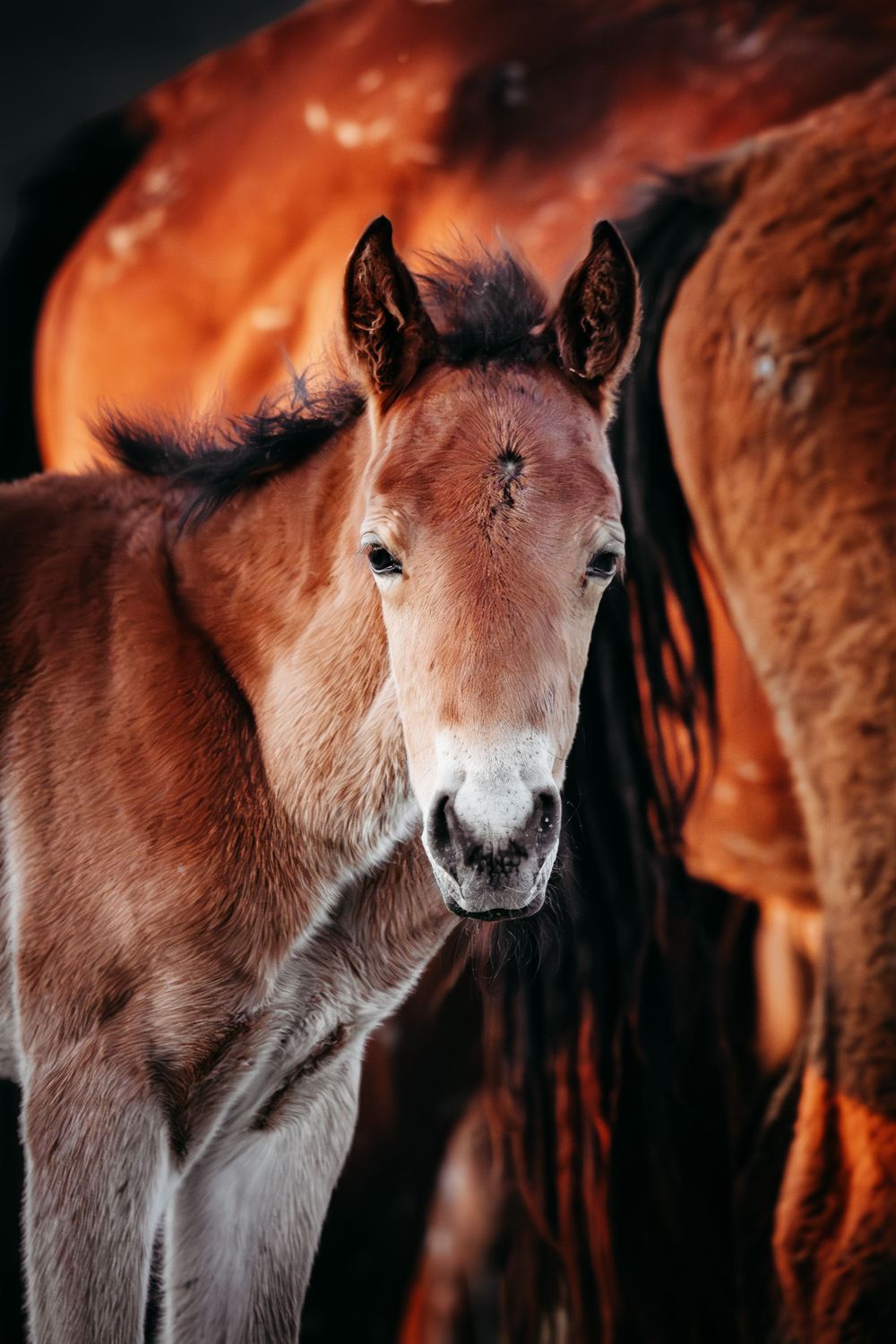 Brown foal with a white muzzle and alert ears stands close to adult horses in warm golden light.