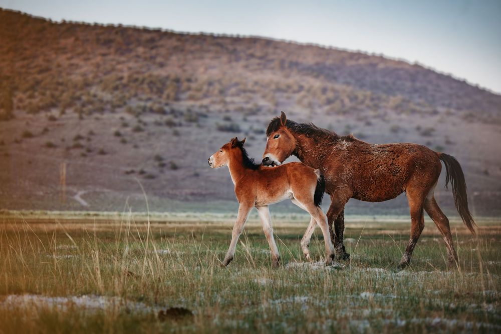 A brown mare and her foal trot across a grassy meadow with rolling hills in the background.