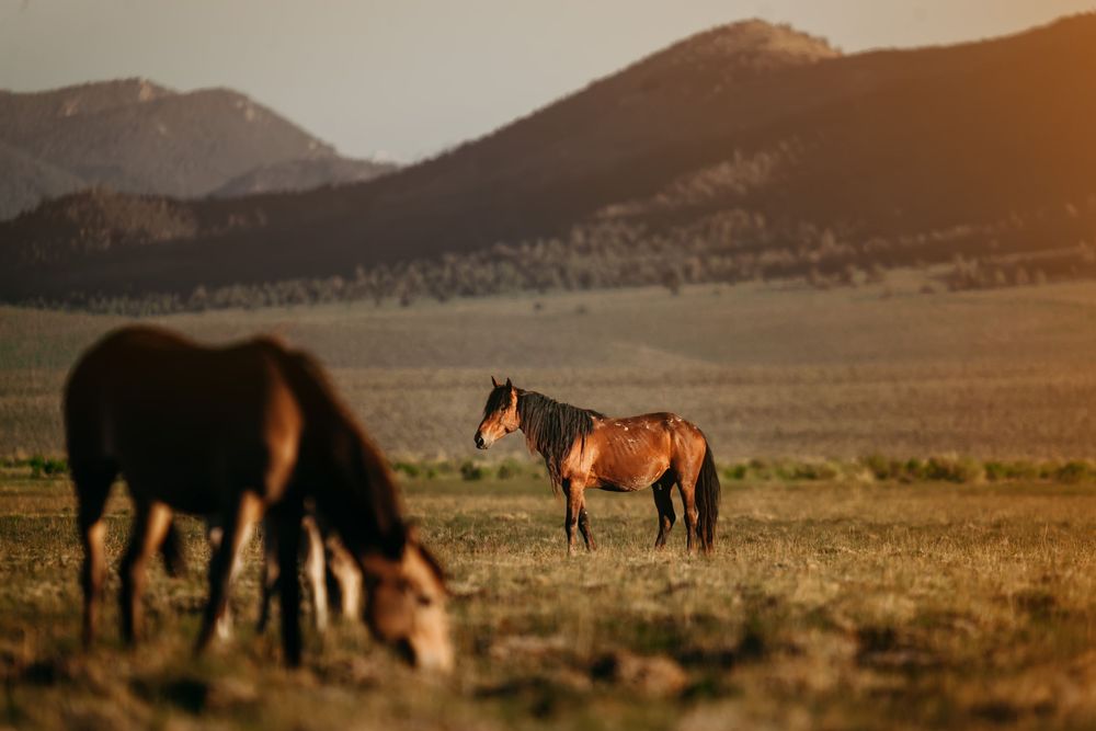 Two wild horses graze on a golden grassland at sunset with rolling mountains in the background.