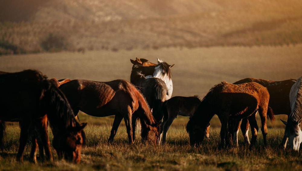 A herd of wild horses in brown, black and white coats graze on a golden grassy hillside in warm evening light.