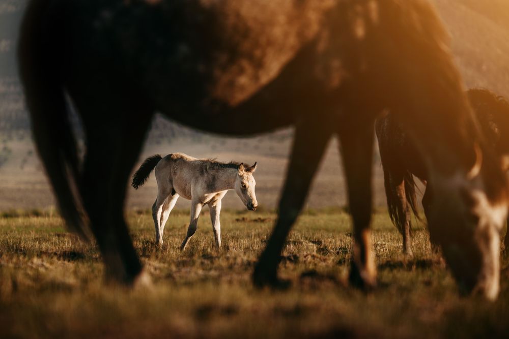 A young foal stands in a sunlit grassy field while an adult horse grazes in the foreground, bathed in warm golden light.