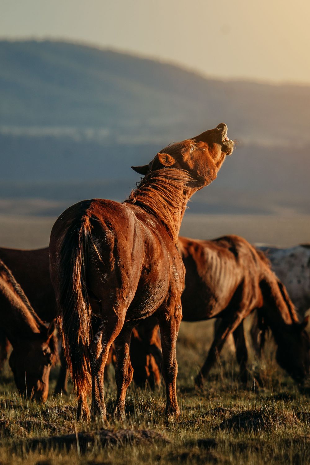 A chestnut horse tosses its head back and neighs at golden sunset while a herd grazes on the grassy hillside behind it.