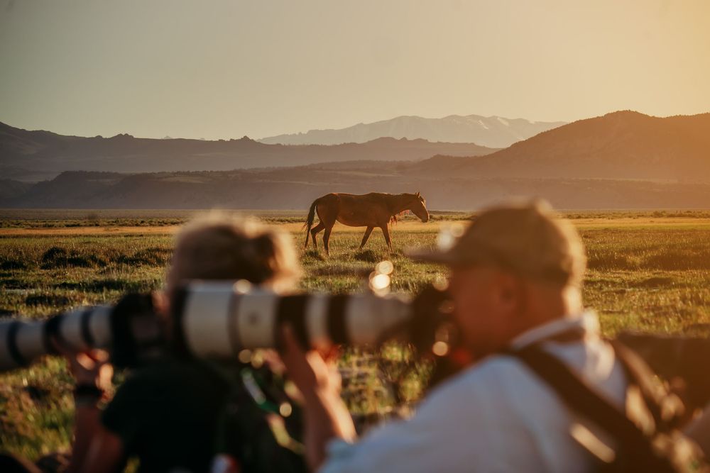Two photographers with large telephoto lenses capture a wild horse grazing in a golden grassy valley with mountains at sunset.