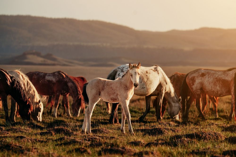 A herd of wild horses, including a pale foal in the foreground, grazes on a grassy plain at golden hour with misty mountains behind.