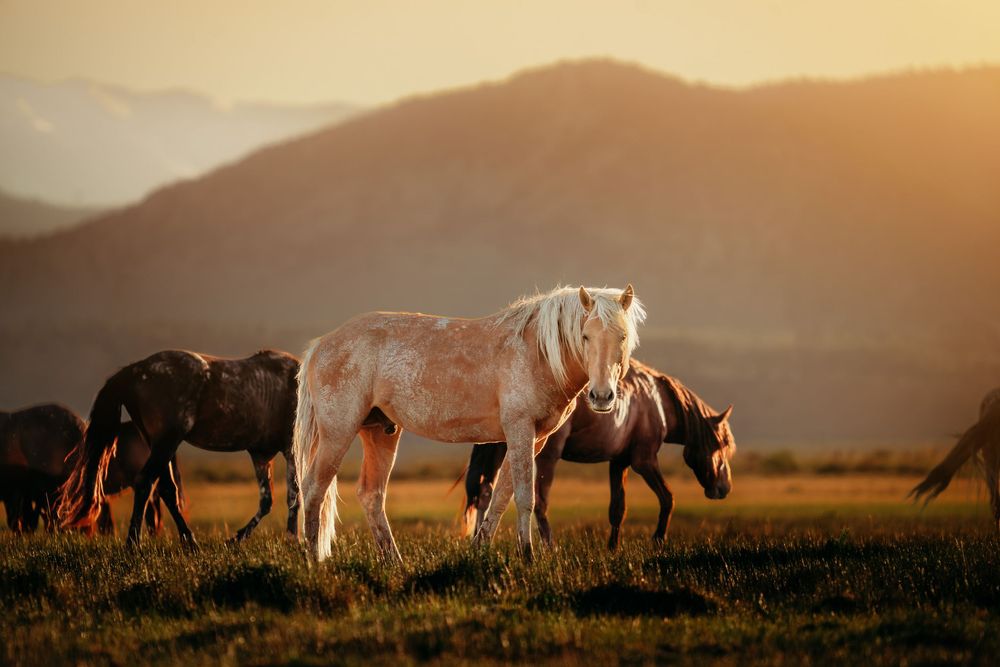 A pale palomino horse with a flowing white mane stands in a grassy field with other horses at golden sunset, mountains behind.