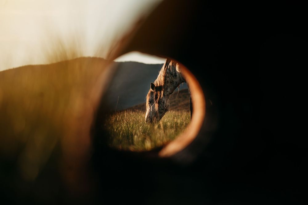 Horse grazing on a grassy hillside at golden hour, framed through a circular opening with warm sunlight and a dark foreground.