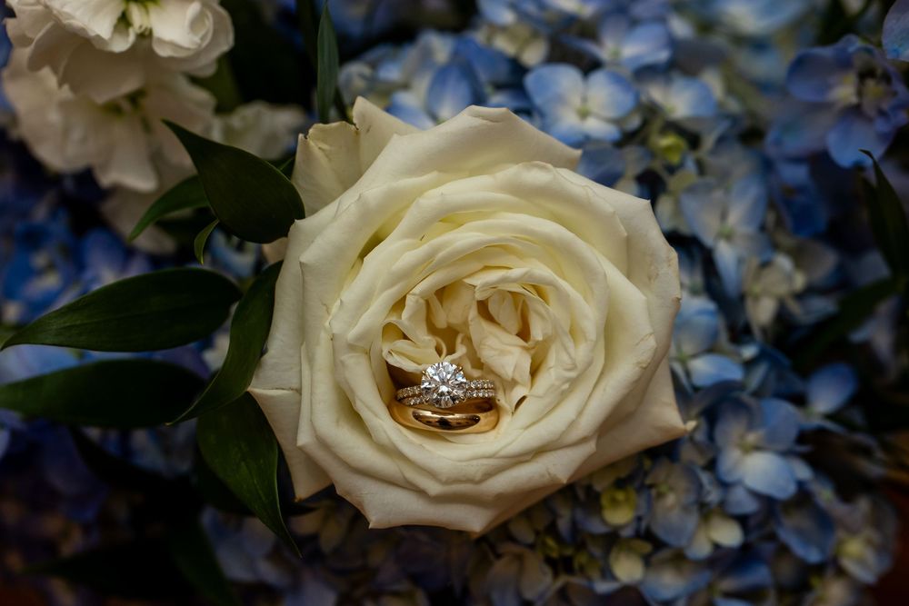 Gold wedding rings nestled inside a white rose surrounded by blue hydrangeas in a bridal bouquet.