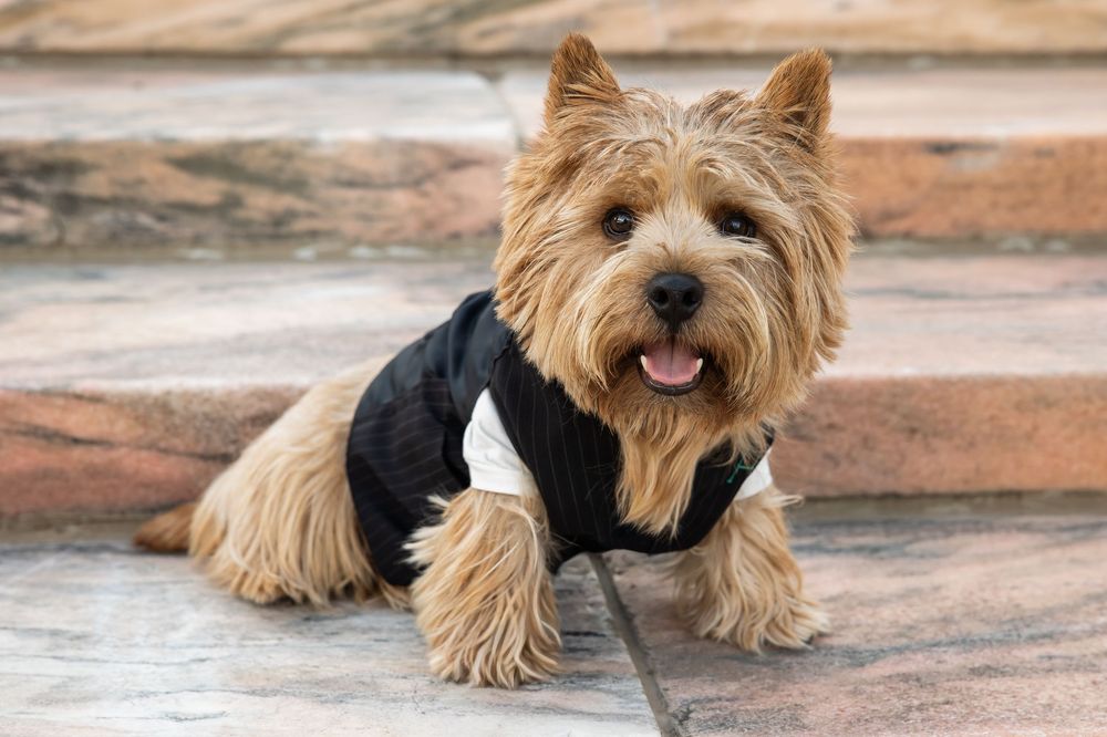 A Yorkshire Terrier wearing a black and white jacket sits on stone steps with tongue out.