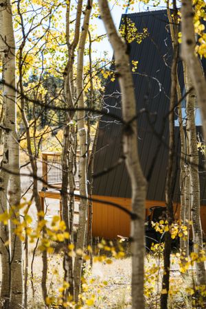 Modern cabin structure visible through autumn aspen trees with golden leaves.