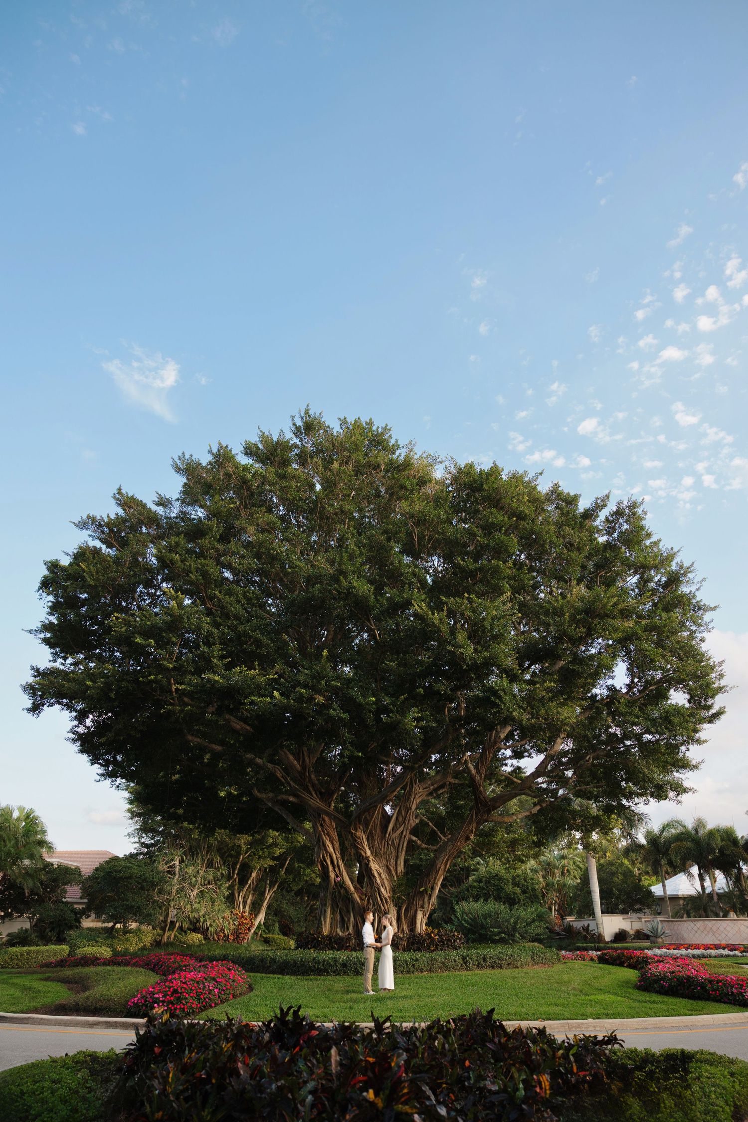 Engaged couple under Banyan tree in Palm Beach photographed by Tom Forrest Photography from Hudson, Ohio.