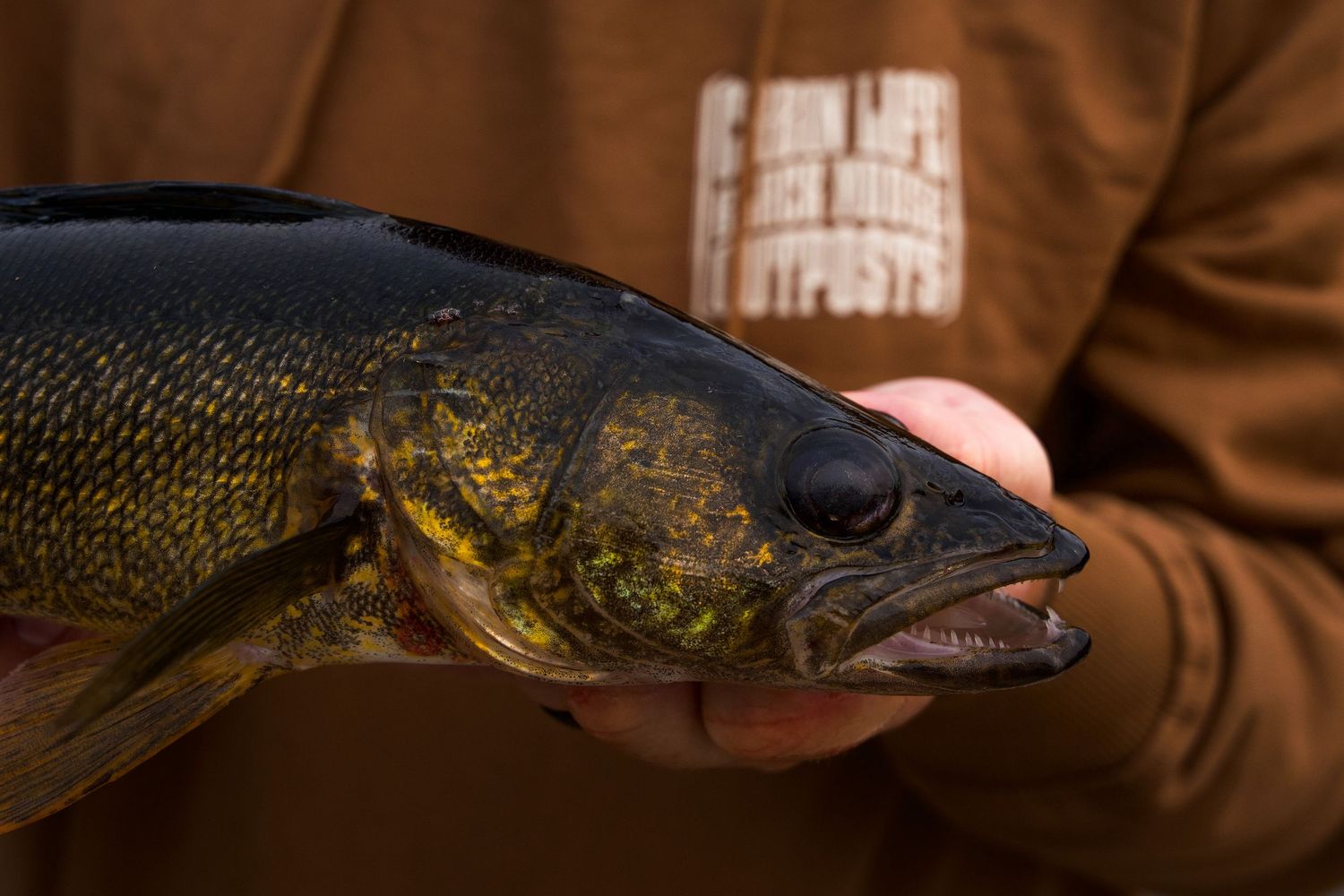 Close up shots of freshly caught walleye fish showing details of their heads and scales.
