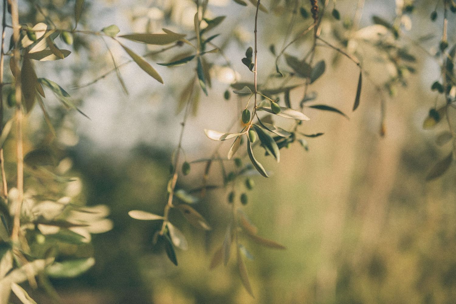 Soft focus shot of olive branches with leaves in warm natural sunlight.