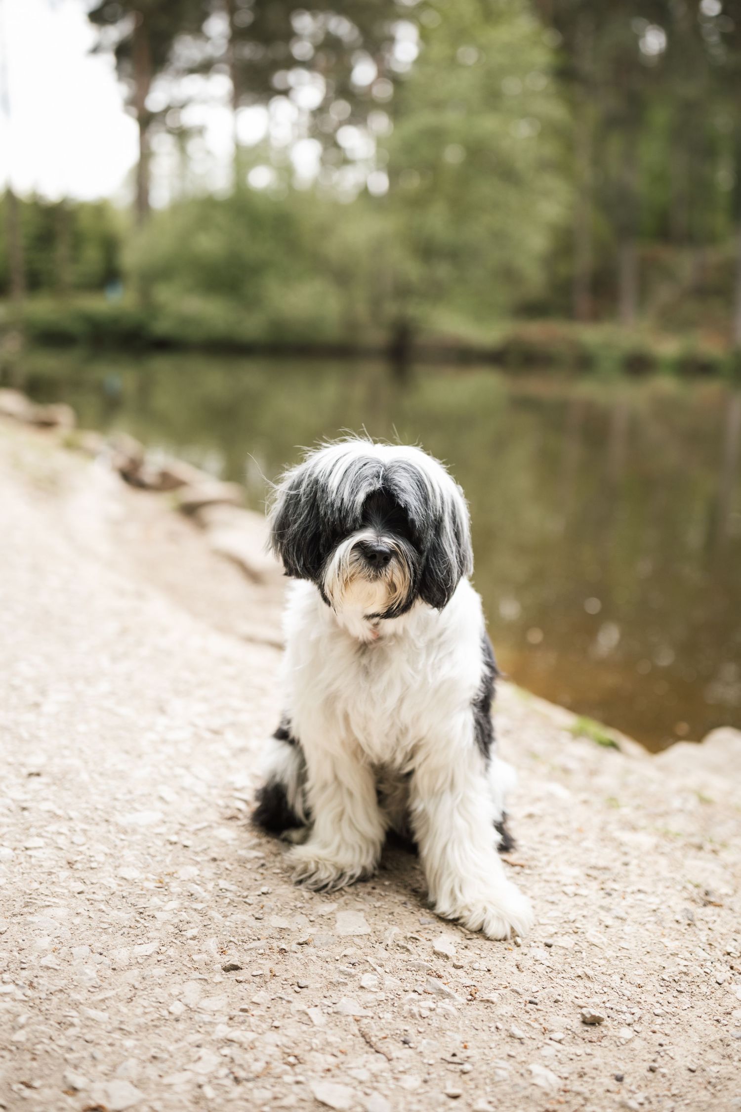 A black and white Tibetan Terrier dog sits on a sandy path near a tranquil pond in a wooded setting.