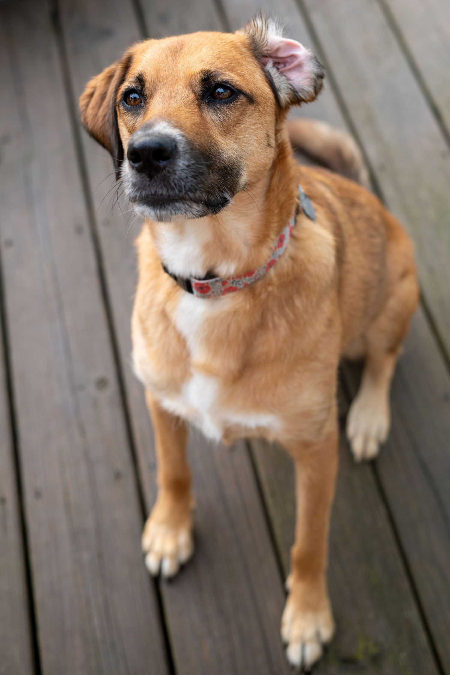 Four sequential photos of an adorable brown and white puppy sitting on wooden deck boards, showing different playful expressions.